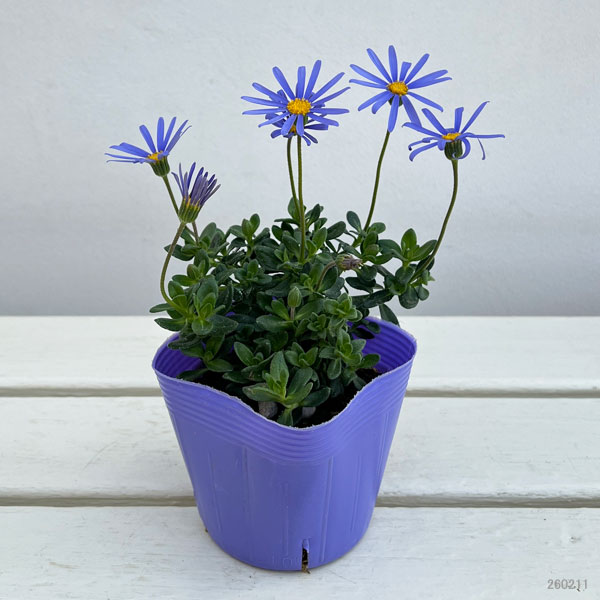 ブルーデージー：緑葉青花3.5号ポット
