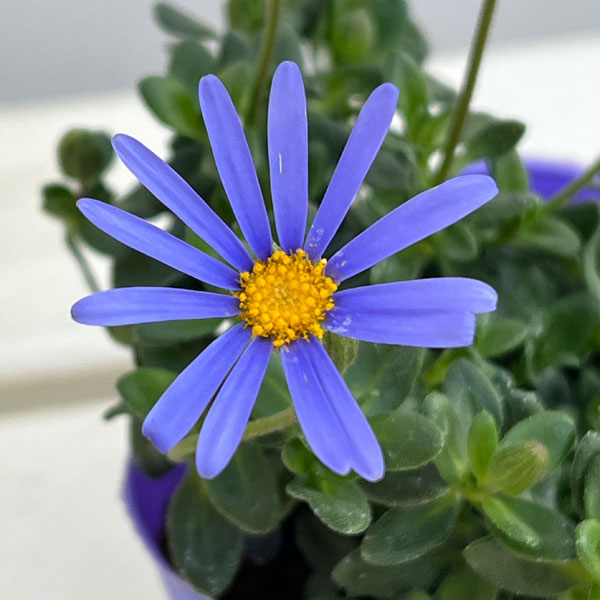 ブルーデージー：緑葉青花3.5号ポット