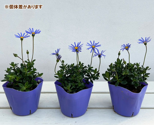 ブルーデージー：緑葉青花3.5号ポット