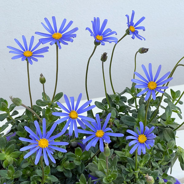 ブルーデージー：緑葉青花3.5号ポット