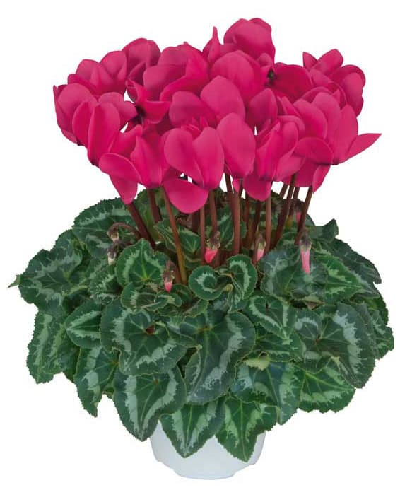 シクラメン:ハリオス フクシアネオン5号鉢植え