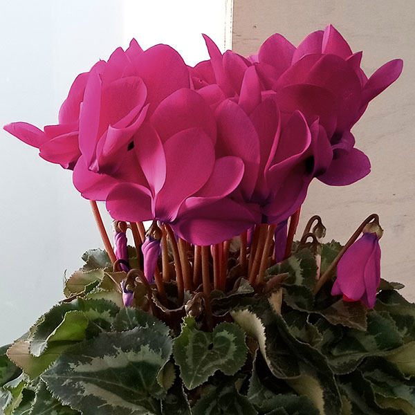 シクラメン:ハリオス フクシアネオン5号鉢植え