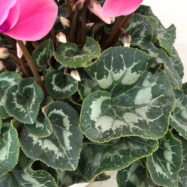 シクラメン:ハリオス ライトフクシア5号鉢植え
