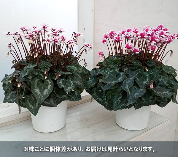 シクラメン:フェアリーピコ 5号鉢植え