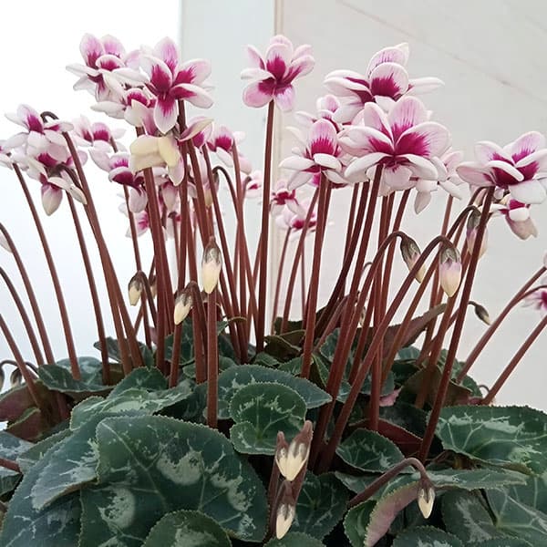 シクラメン:フェアリーピコ 5号鉢植え