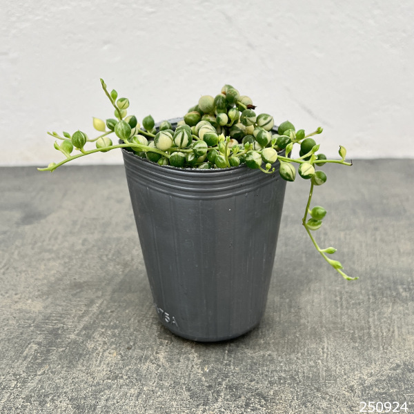 マーブルネックレス 2.5号