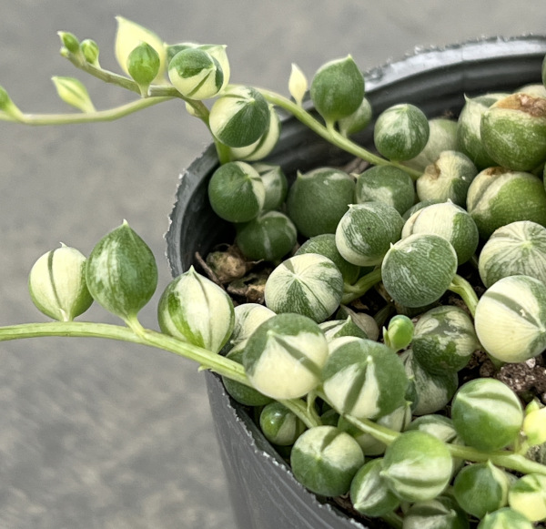 マーブルネックレス 2.5号