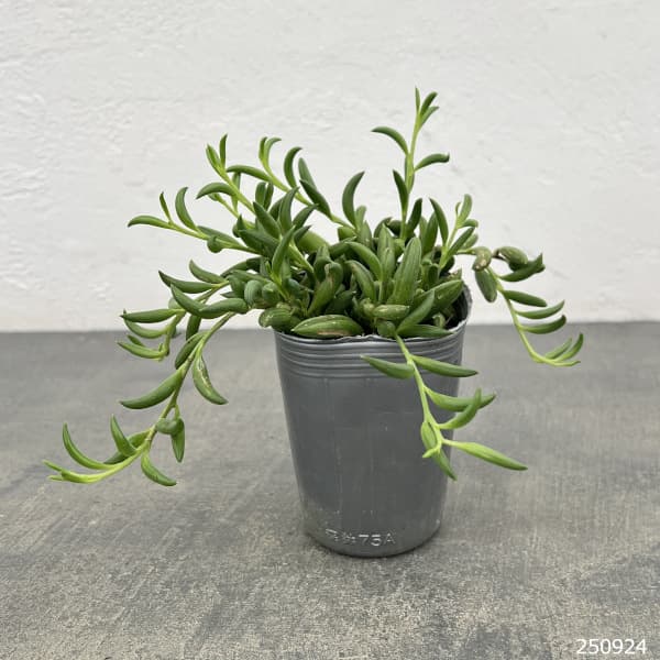 ミカヅキネックレス 2.5号