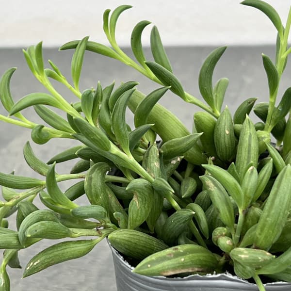 ミカヅキネックレス 2.5号