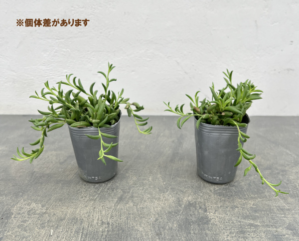 ミカヅキネックレス 2.5号