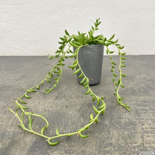 バナナネックレス 2.5号