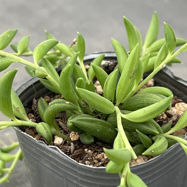 バナナネックレス 2.5号