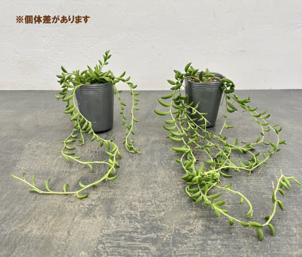 バナナネックレス 2.5号