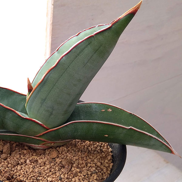 園芸ネット本店｜サンスベリア：エレンベルギー バナナ 3.5号22-02 の