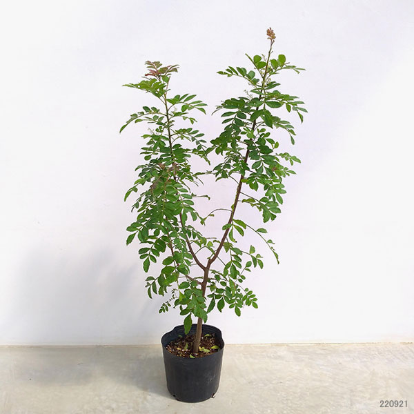 ピンクペッパーツリー6号鉢植え