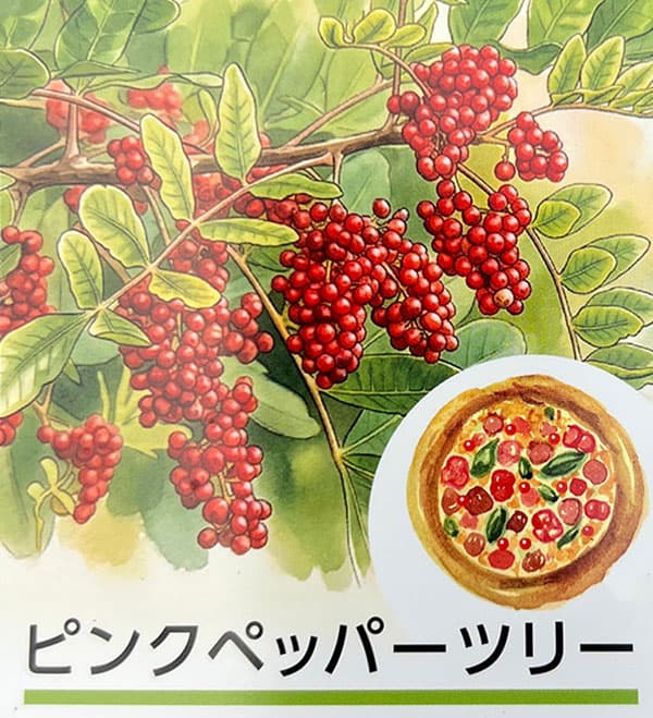 ピンクペッパーツリー6号鉢植え