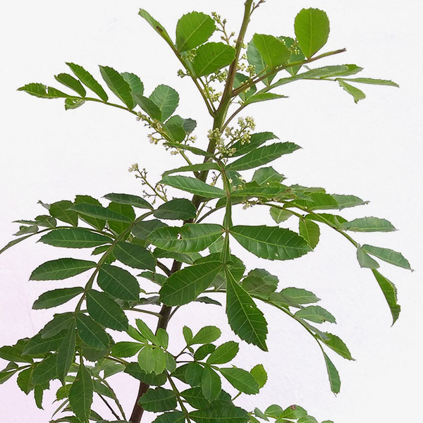 ピンクペッパーツリー6号鉢植え