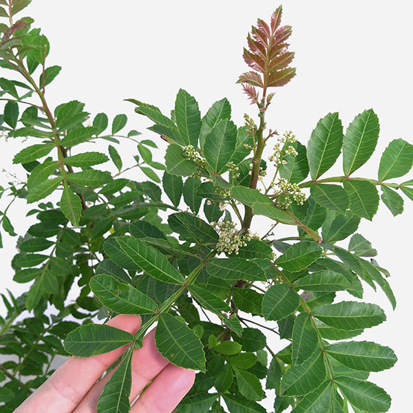 ピンクペッパーツリー6号鉢植え