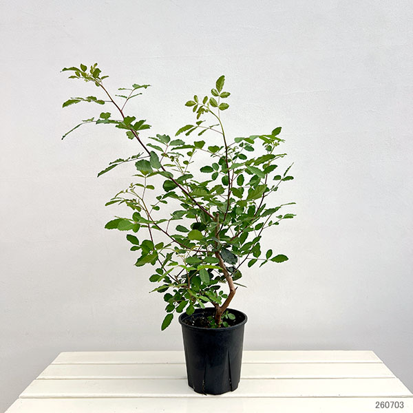 ピンクペッパーツリー6号鉢植え