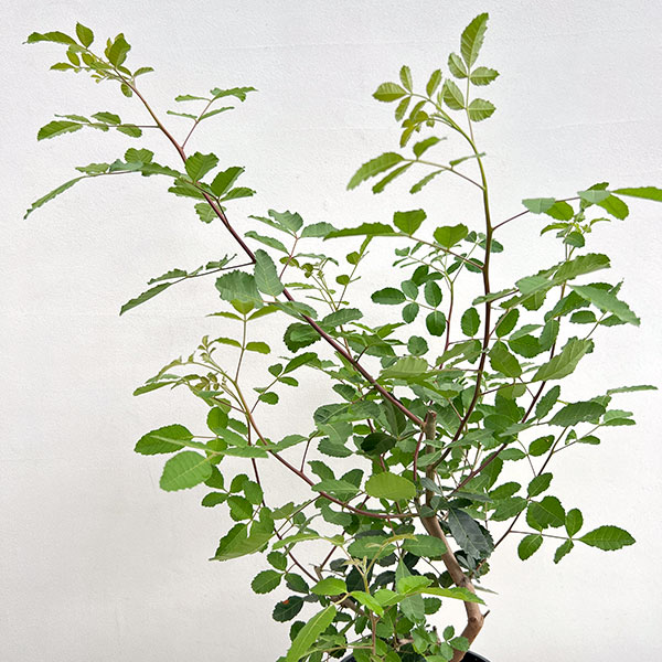 ピンクペッパーツリー6号鉢植え