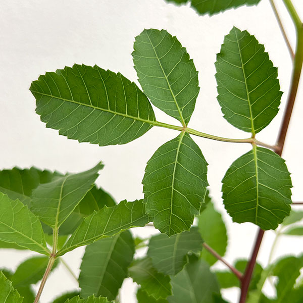 ピンクペッパーツリー6号鉢植え