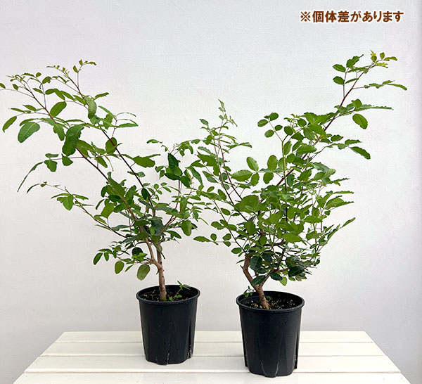 ピンクペッパーツリー6号鉢植え
