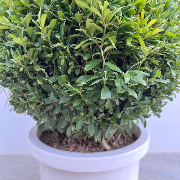 ツゲ：ウインタージェム・四角錐トピアリー10号ポット