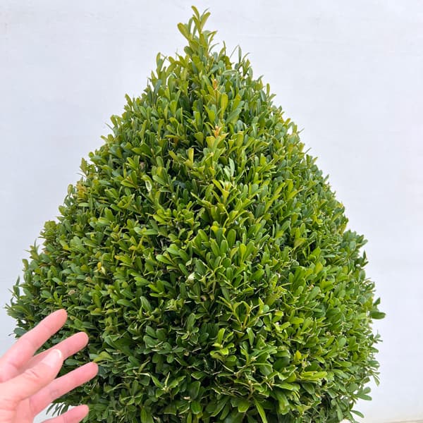 ツゲ：ウインタージェム・四角錐トピアリー10号ポット