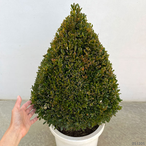 ツゲ：ウインタージェム・四角錐トピアリー10号ポット