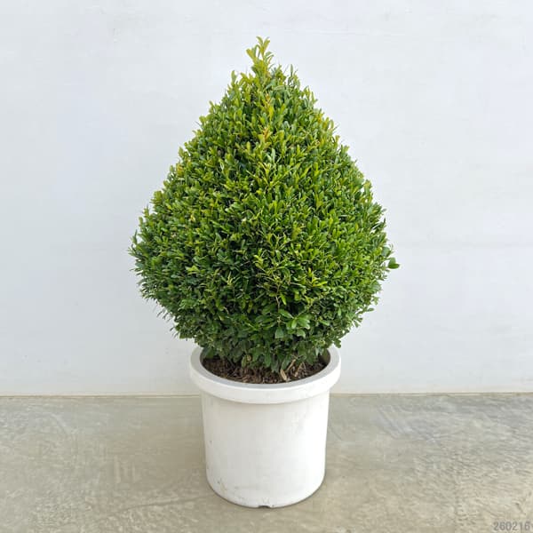 ツゲ：ウインタージェム・四角錐トピアリー10号ポット