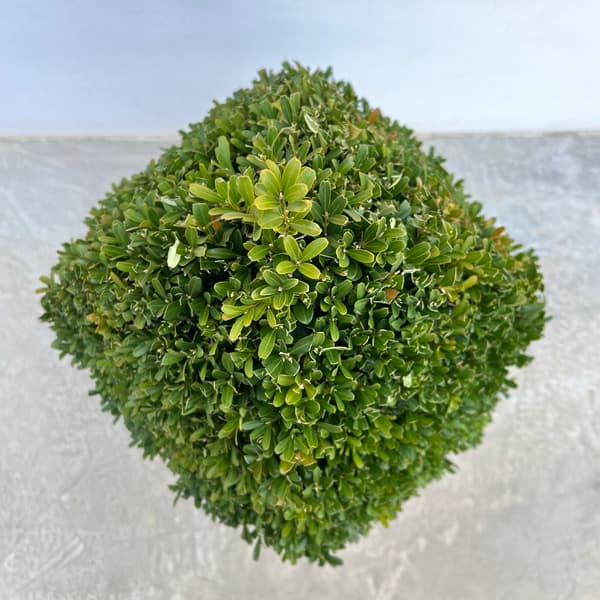 ツゲ：ウインタージェム・四角錐トピアリー10号ポット