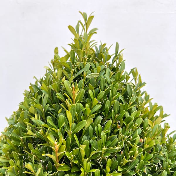 ツゲ：ウインタージェム・四角錐トピアリー10号ポット