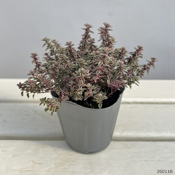 タイム:スパークリングブライト2.5-3号ポット