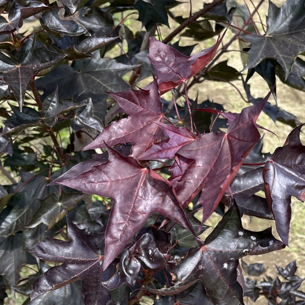 ノルウェーカエデ:クリムゾンキング3.5号ポット