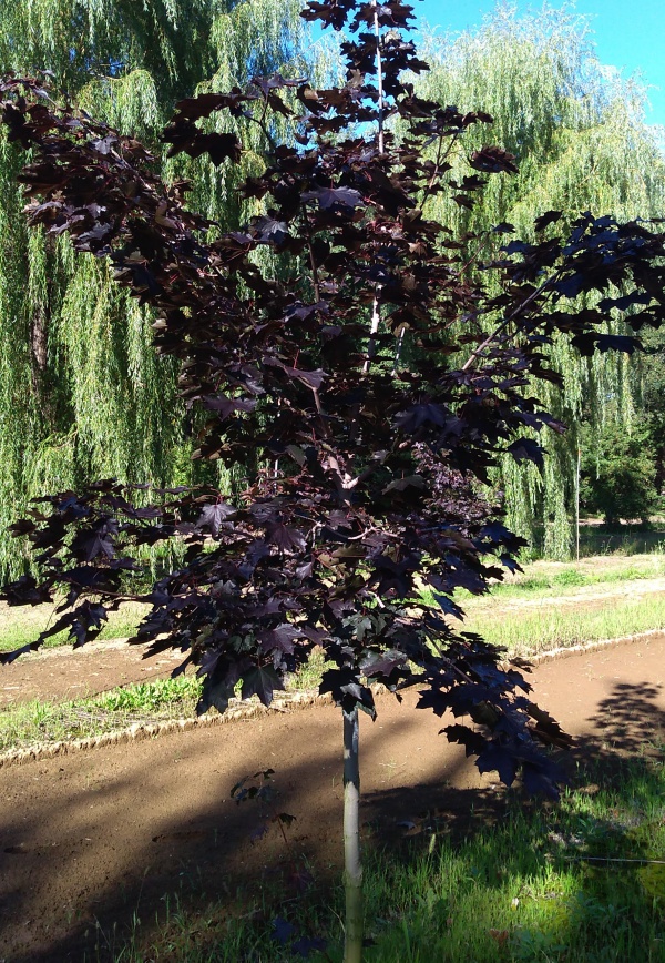 ノルウェーカエデ:クリムゾンキング3.5号ポット