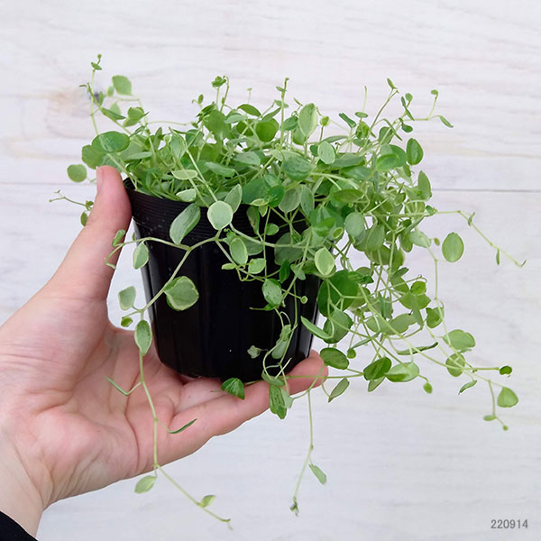 ぺぺロミア ：美衣子　3号ポット