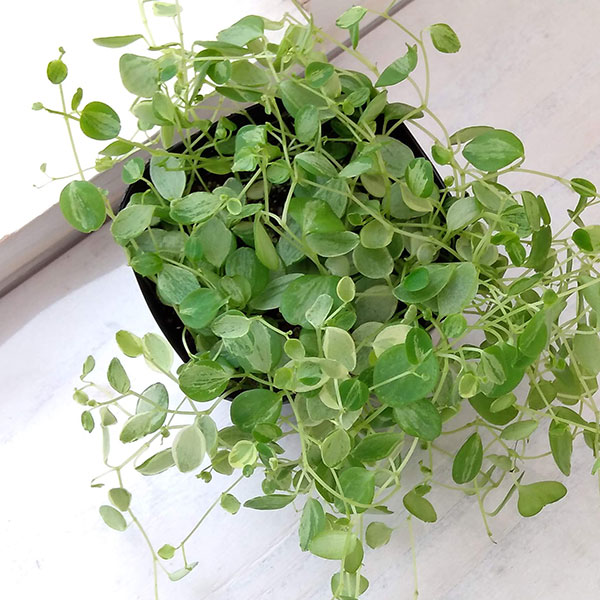 ぺぺロミア ：美衣子　3号ポット