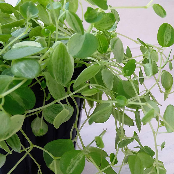 ぺぺロミア ：美衣子　3号ポット