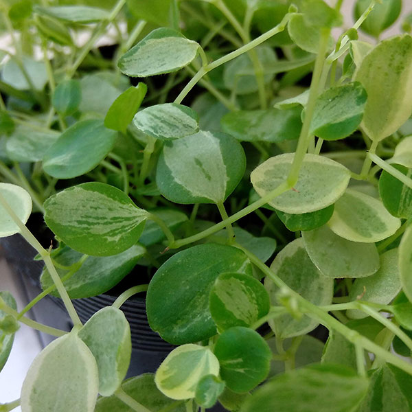 ぺぺロミア ：美衣子　3号ポット