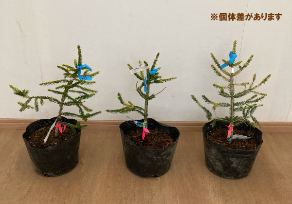 コーカサストウヒ:スカイランズ7号ポット