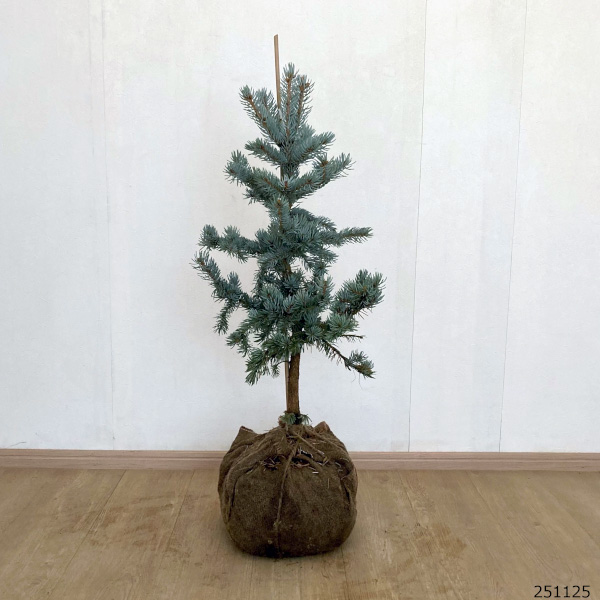 ピセアプンゲンス（プンゲンストウヒ）：ホプシー 樹高80-90cm根巻き