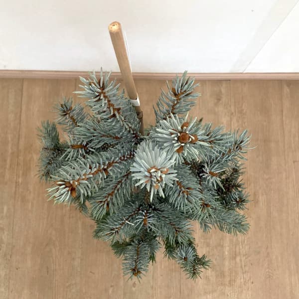 ピセアプンゲンス（プンゲンストウヒ）：ホプシー 樹高80-90cm根巻き