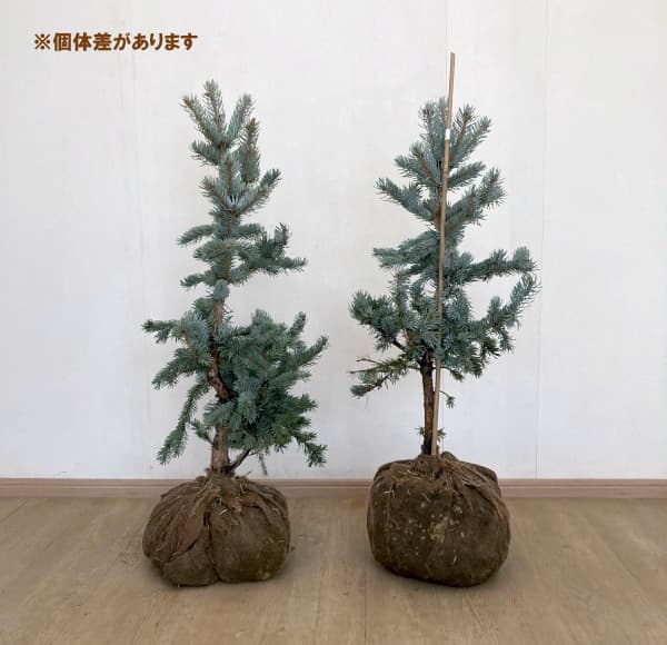 ピセアプンゲンス（プンゲンストウヒ）：ホプシー 樹高80-90cm根巻き