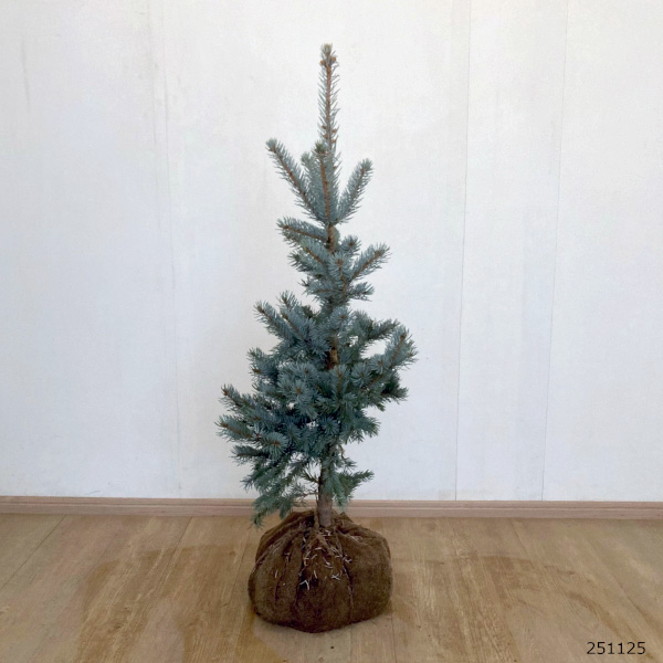 ピセアプンゲンス（プンゲンストウヒ）：ホプシー 樹高90cm～1m根巻き