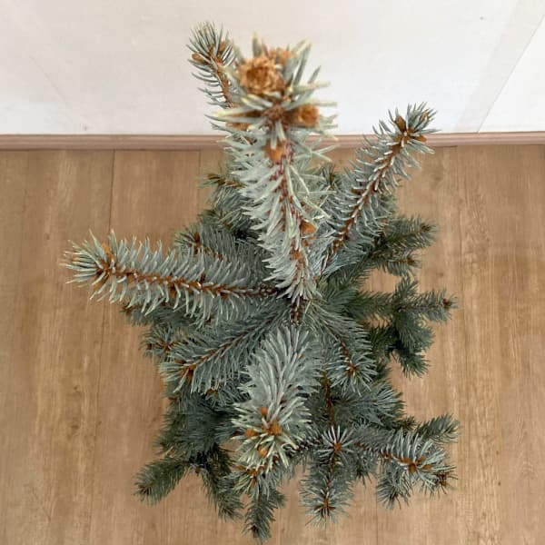 ピセアプンゲンス（プンゲンストウヒ）：ホプシー 樹高90cm～1m根巻き