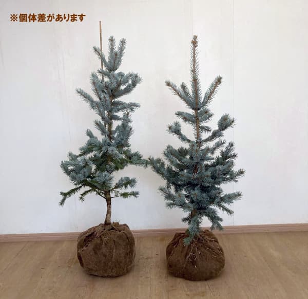 ピセアプンゲンス（プンゲンストウヒ）：ホプシー 樹高90cm～1m根巻き