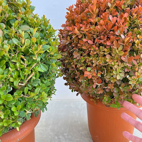 ボックスウッド（西洋ツゲ）玉仕立て7号ポット樹高40cm