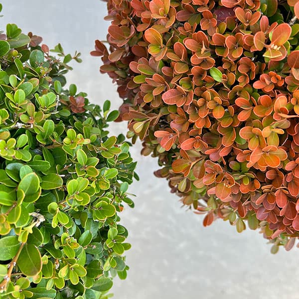 ボックスウッド（西洋ツゲ）玉仕立て7号ポット樹高40cm