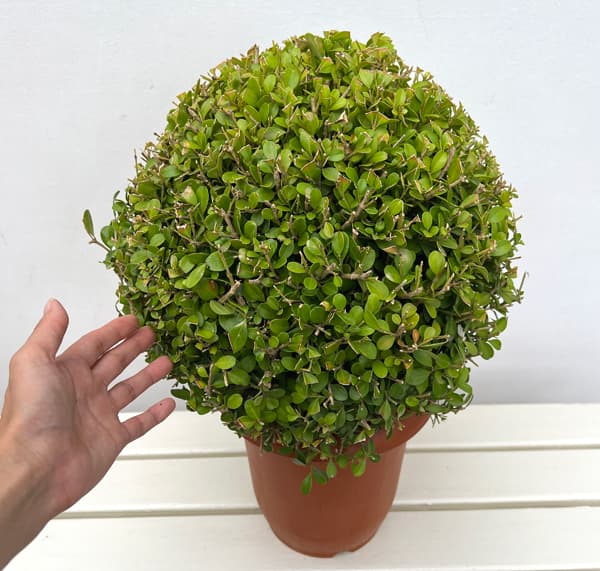 ボックスウッド(西洋ツゲ)玉仕立て7号ポット樹高30cm