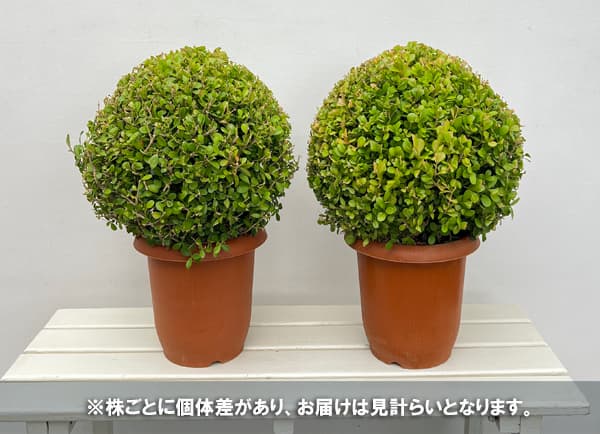 ボックスウッド(西洋ツゲ)玉仕立て7号ポット樹高30cm